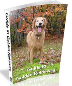 guide to golden retrievers plr ebook