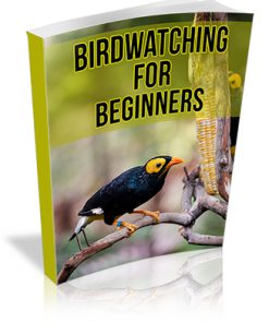 Birdwatching for Beginners PLR Report